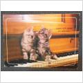 Gulligt kattpar på piano